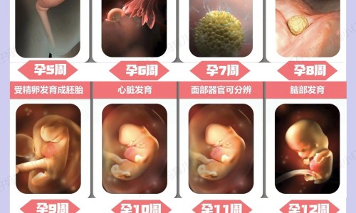 生蚝肉整个都能吃吗-生蚝肉怎么做有营养网 - 网站提供生蚝肉怎么做最好吃又简单小常识、生蚝肉整个都能吃吗