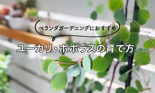 生蚝肉整个都能吃吗-生蚝肉怎么做有营养网 - 网站提供生蚝肉怎么做最好吃又简单小常识、生蚝肉整个都能吃吗